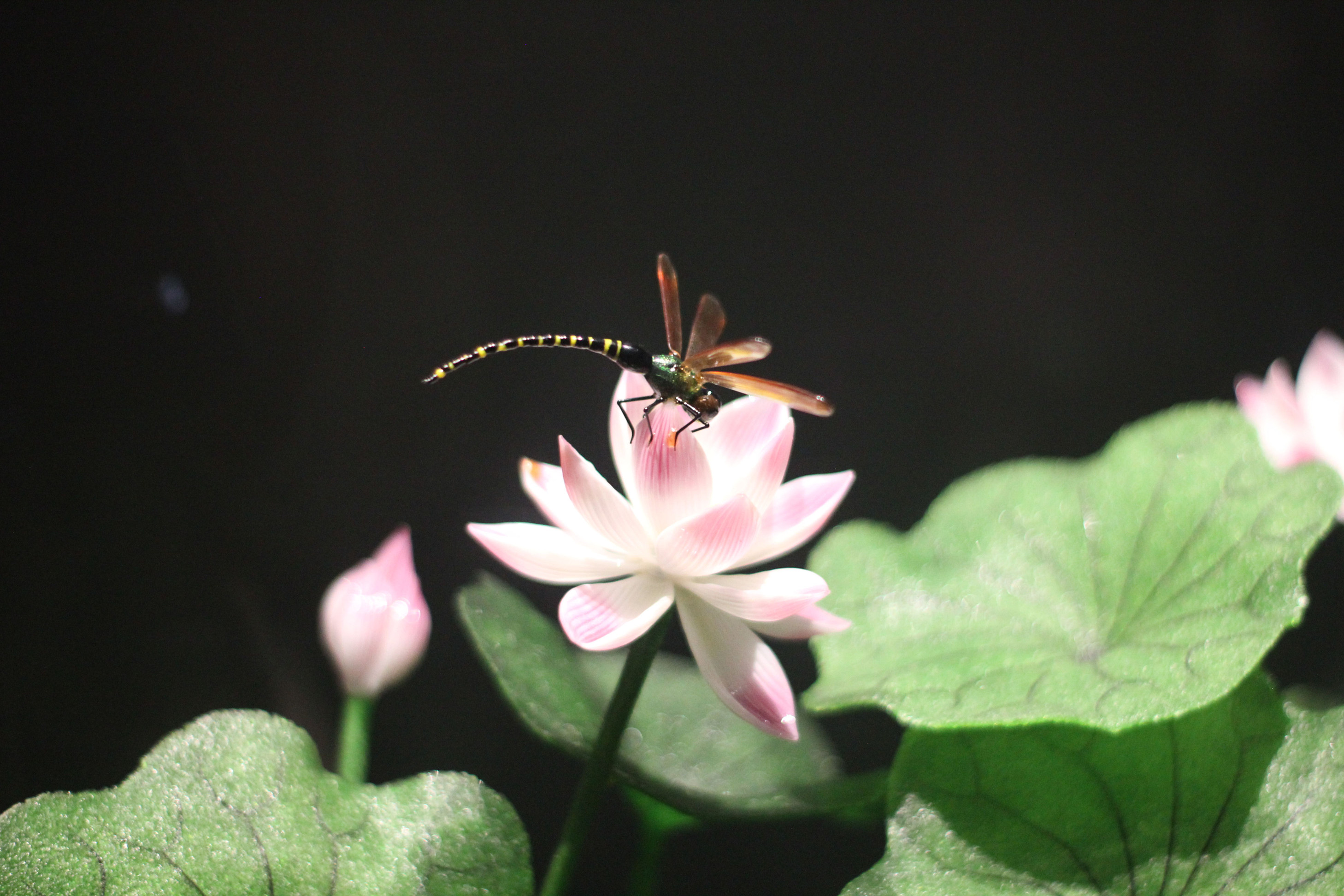 51白菜网 - 51白菜网彩金论坛